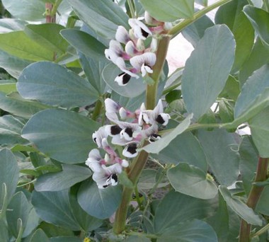 Dragon lóbab (Vicia faba) - plantanet.hu